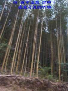 往 爺亨溫泉 途中，處處可見的竹林