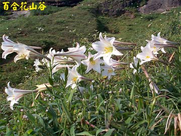 百合花山谷