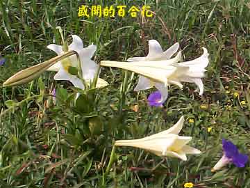 盛開的百合花