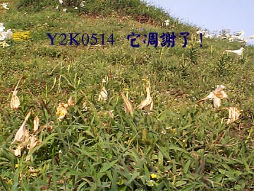 Y2K0514 它凋謝了！