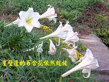 崖壁邊的百合依然綻放