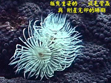 搖曳生姿的 ~ 旋毛管蟲 與 剛產完卵的珊瑚