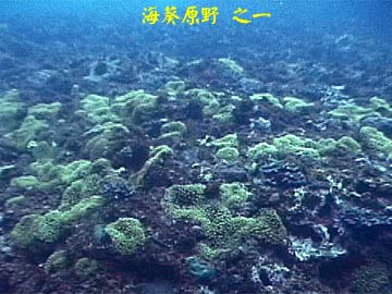 海葵  原野之一