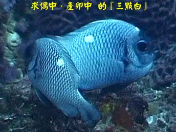 求偶中、產卵中 的『三點白』