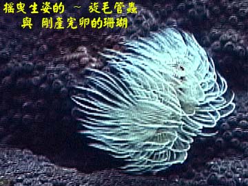 搖曳生姿的 ~ 旋毛管蟲 與 剛產完卵的珊瑚