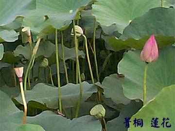 菁桐 蓮花