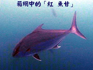 箱網中的「紅 魚甘」