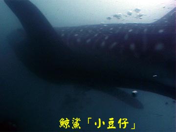 鯨鯊「小豆仔」
