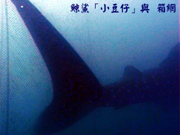 鯨鯊「小豆仔」與 箱網