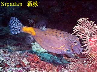 Sipadan 箱豚