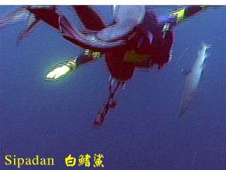 Sipadan 白鰭鯊