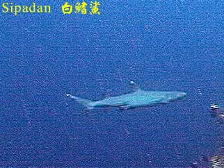 Sipadan 白鰭鯊
