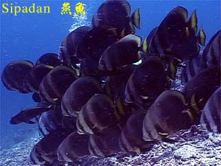 Sipadan 燕魚
