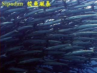 Sipadan 梭魚風暴