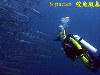 Sipadan 梭魚風暴