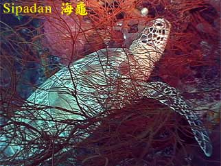 Sipadan 海龜