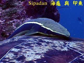 Sipadan 海龜 與 印魚