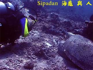 Sipadan 海龜 與 人