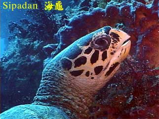Sipadan 海龜