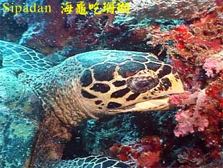 Sipadan 海龜吃珊瑚