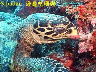 Sipadan 海龜吃珊瑚