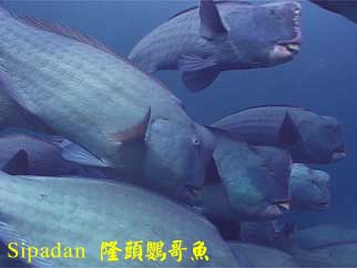 Sipadan 隆頭鸚哥魚