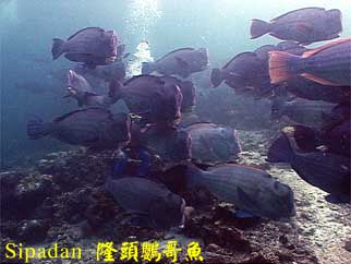 Sipadan 隆頭鸚哥魚