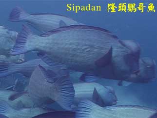 Sipadan 隆頭鸚哥魚