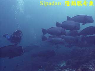 Sipadan 隆頭鸚哥魚