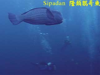 Sipadan 隆頭鸚哥魚