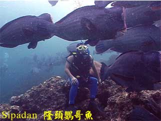 Sipadan 隆頭鸚哥魚