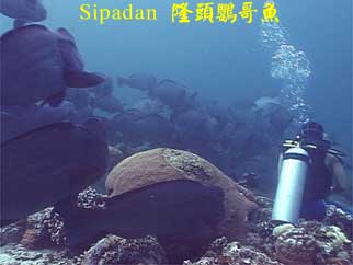 Sipadan 隆頭鸚哥魚