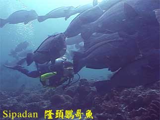 Sipadan 隆頭鸚哥魚