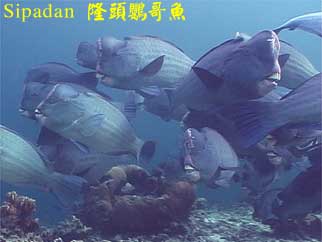 Sipadan 隆頭鸚哥魚