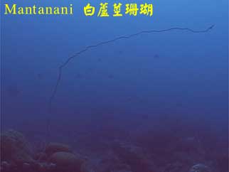 Mantanani 白蘆莖珊瑚