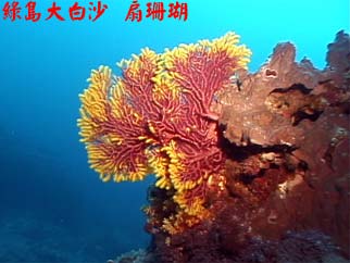 綠島大白沙 扇珊瑚