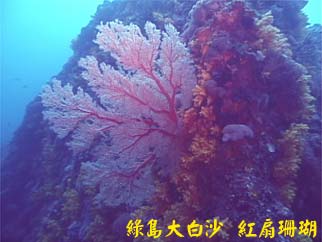 綠島大白沙 紅扇珊瑚