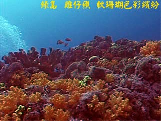 綠島 雞仔礁 軟珊瑚色彩繽紛