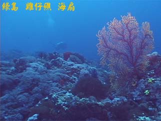 綠島 雞仔礁 海扇