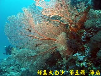 綠島大白沙 第五礁 海扇