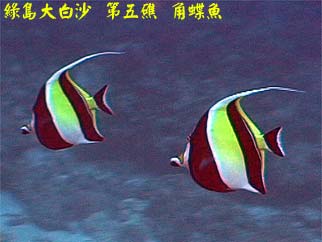綠島大白沙 第五礁 角蝶魚