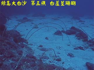 綠島大白沙 第五礁 白蘆莖珊瑚