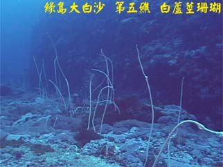 綠島大白沙 第五礁 白蘆莖珊瑚