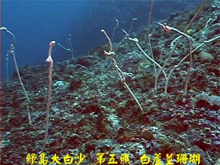 綠島大白沙 第五礁 白蘆莖珊瑚