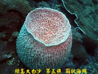 綠島大白沙 第五礁 筒狀海綿