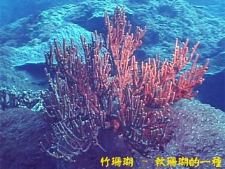竹珊瑚 ~ 軟珊瑚的一種