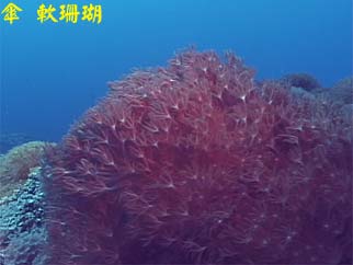 傘 軟珊瑚
