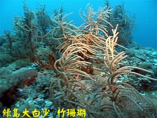 綠島大白沙 竹珊瑚