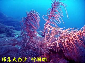 綠島大白沙 竹珊瑚