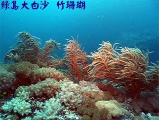 綠島大白沙 竹珊瑚